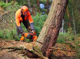 How Our Tree Care Process Works  in  Cutler, CA