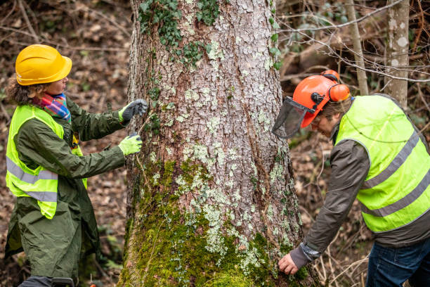 Cutler, CA Tree Services Company