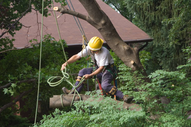 Best Tree Removal Service  in Cutler, CA