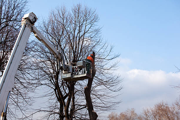 Best Tree Cabling and Bracing  in Cutler, CA